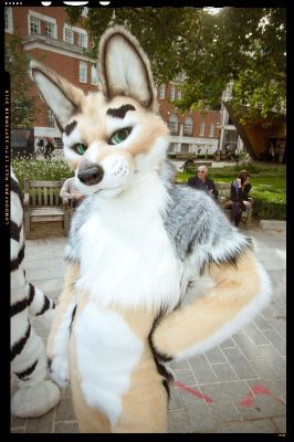 Jingo (Jackel + Dingo)
Jingo (Jackel + Dingo)
Keywords: Jingo Jackel Dingo gaza