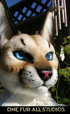 Quite the kitty!
