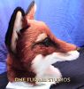 fayfox-head2.jpg
