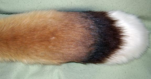Ginger-tail-shading2-topview.jpg