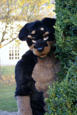 Would you like this pup guarding your house?
