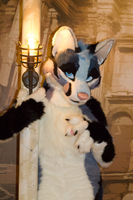 Savoy
Savoy
Keywords: Savoy silver fox wolf hybrid folf
