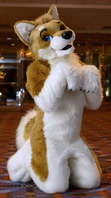 Soboku
Soboku
Keywords: Soboku shiba inu