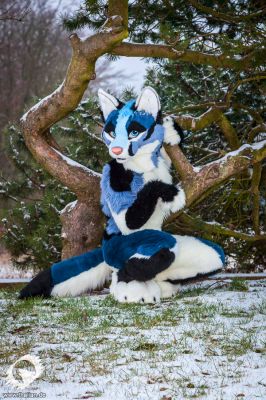 Savoy
Savoy
Keywords: Savoy silver fox wolf hybrid folf