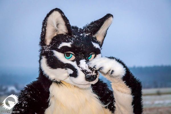 Hydrox
Hydrox
Keywords: Hydrox fox wolf hybrid folf Nachtfuchs