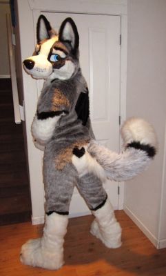 Rye Husky
