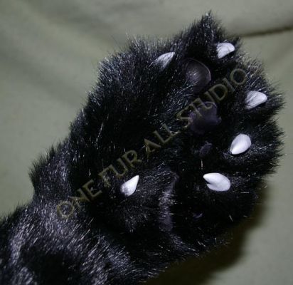 This paw has a dewclaw.  Six claws in total.  
