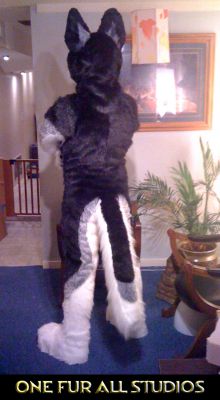 The band of gray around his tail and down the leg gives him character.  The ends are angular and reflect the diamond shaping on his head.  
