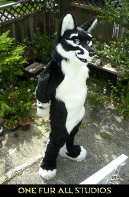 Hydrox
Hydrox
Keywords: Hydrox fox wolf hybrid folf Nachtfuchs