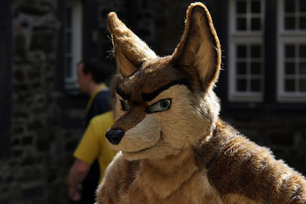 What lurks in the mind of this coyote?
