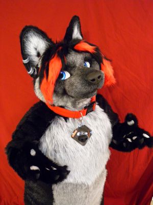 Kuhori
Kuhori
Keywords: Kuhori wolf female