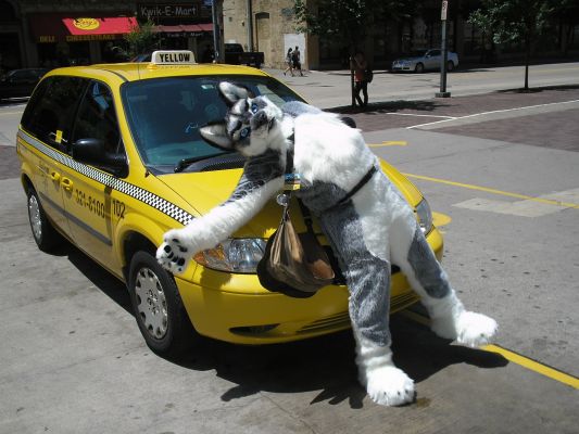 A lesson - always bring a spotter when you perform!   No wolves were harmed in the making of this picture.
