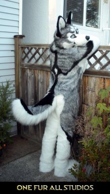 Just the husky next door.  
