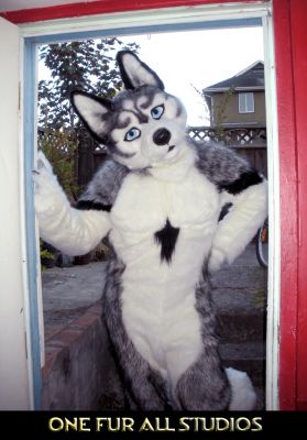 Would you like this husky to visit?
