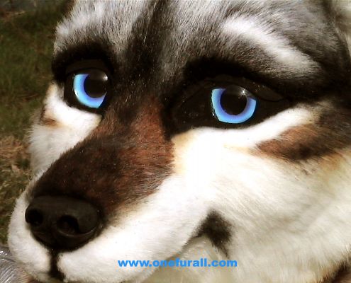 latin-wolf5.jpg