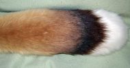 Filename=Ginger-tail-shading2-topview.jpg
Filesize=59KiB
Dimensions=576x302
Date added=Oct 08, 2007 Ginger-tail-shading2-topview.jpg